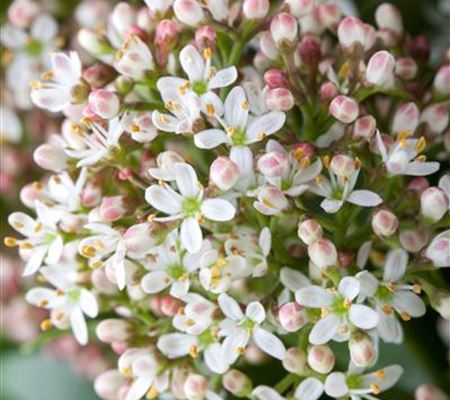 Skimmia japonica 'Fragrant Cloud' Skimmia japonica 'Fragrant Cloud'