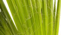 Hanfpalme