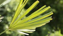 Hanfpalme