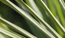 Hanfpalme