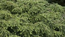 Kanadische Hemlocktanne