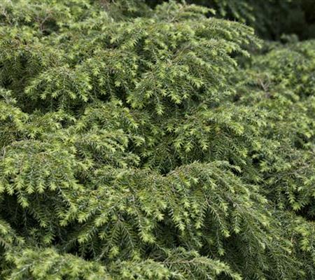 Tsuga canadensis 'Jeddeloh' Tsuga canadensis 'Jeddeloh'
