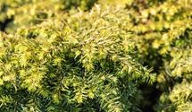 Kanadische Hemlocktanne