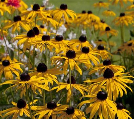 Rudbeckia fulgida 'Early Bird Gold' Rudbeckia fulgida 'Early Bird Gold'