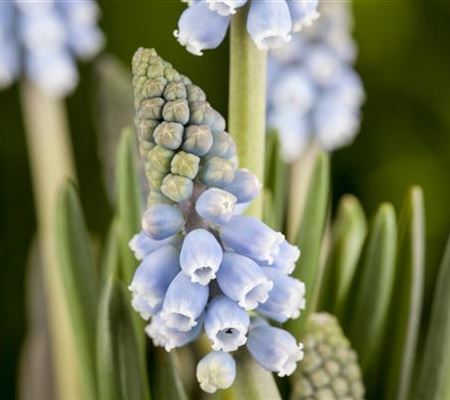 Fliegende Ostertassen Fliegende Ostertassen