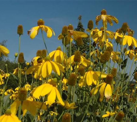Rudbeckia nitida 'Herbstsonne' Rudbeckia nitida 'Herbstsonne'