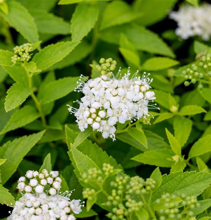 Spiraea Japonica Albiflora Spiraea Japonica Albiflora