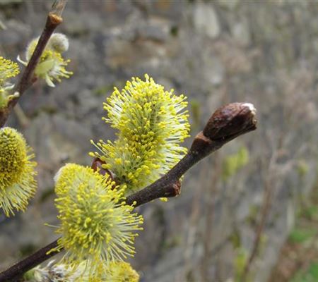 Salix aurita Salix aurita