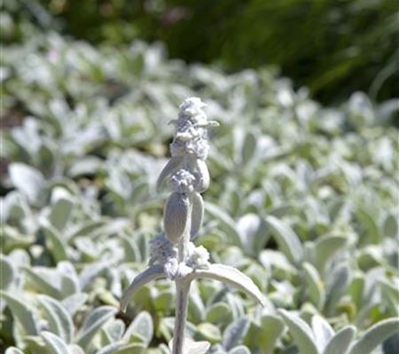 Stachys byzantina 'Silver Carpet' Stachys byzantina 'Silver Carpet'