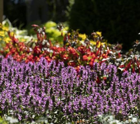 Stachys officinalis Stachys officinalis