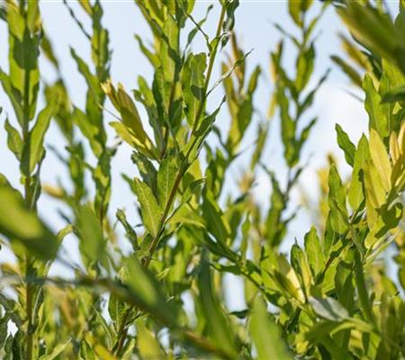 Salix purpurea 'Nana'
