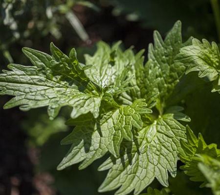 Valeriana officinalis