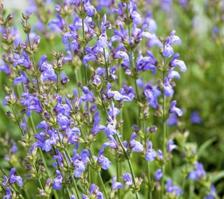 Salvia lavandulifolia