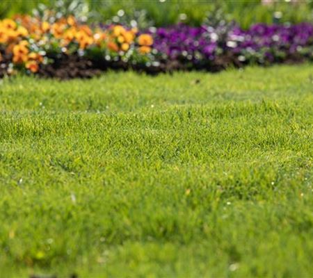 Frühjahrskur für den Rasen – endlich wieder durchatmen Frühjahrskur für den Rasen – endlich wieder durchatmen
