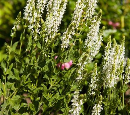 Salvia nemorosa 'Adrian' Salvia nemorosa 'Adrian'