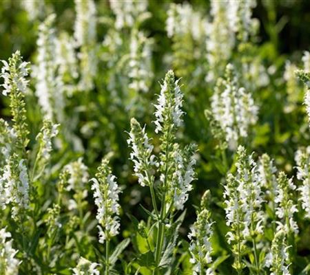 Salvia nemorosa 'Adrian'