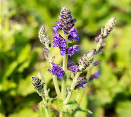 Salvia nemorosa 'Marcus' Salvia nemorosa 'Marcus'