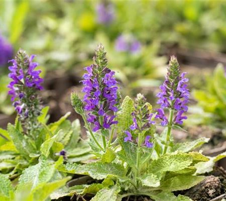 Salvia nemorosa 'Marcus'