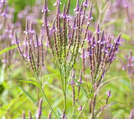 Verbena officinalis Verbena officinalis