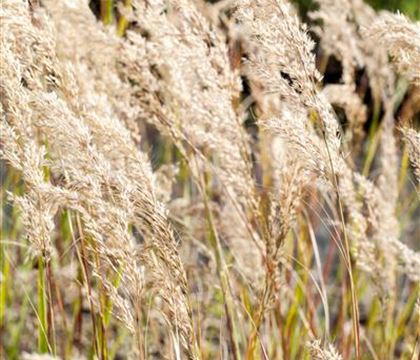 Stipa calamagrostis Stipa calamagrostis