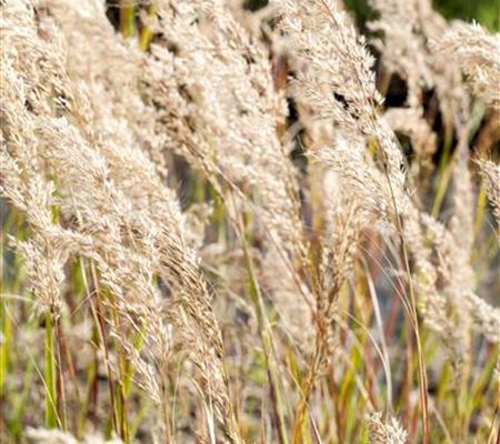 Stipa calamagrostis Stipa calamagrostis