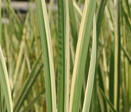 Acorus calamus 'Variegatus' Acorus calamus 'Variegatus'