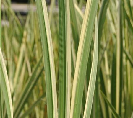 Acorus calamus 'Variegatus' Acorus calamus 'Variegatus'