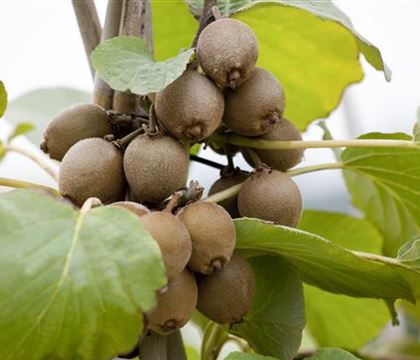 Actinidia deliciosa 'Jenny' Actinidia deliciosa 'Jenny'