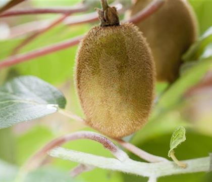 Actinidia deliciosa 'Hayward' Actinidia deliciosa 'Hayward'
