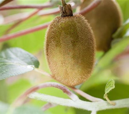 Actinidia deliciosa 'Hayward' Actinidia deliciosa 'Hayward'