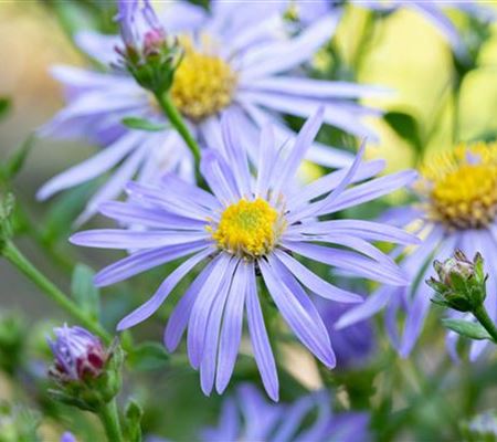 Aster frikartii (x) 'Wunder von Stäfa' Aster frikartii (x) 'Wunder von Stäfa'