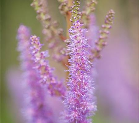 Astilbe chinensis 'Pumila' Astilbe chinensis 'Pumila'