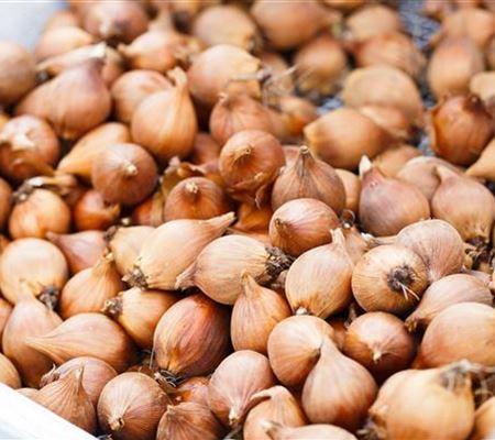 Blumenzwiebeln – kleine Zwiebeln mit grosser Wirkung Blumenzwiebeln – kleine Zwiebeln mit grosser Wirkung