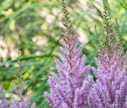 Astilbe chinensis 'Pumila'
