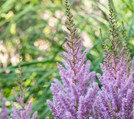 Astilbe chinensis 'Pumila'