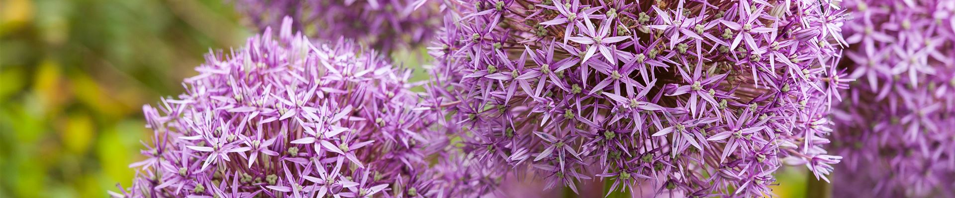 GS527839.jpg GS527839.jpg