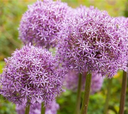 Allium – eleganter Zierlauch Allium – eleganter Zierlauch
