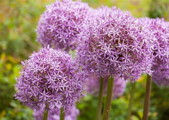 Allium – eleganter Zierlauch