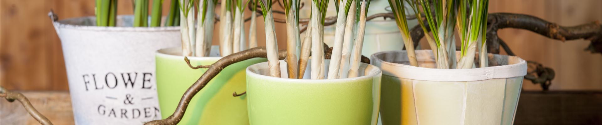 GS511807.jpg GS511807.jpg