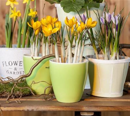 Frühling auf dem Balkon geht ohne bunte Blumen gar nicht Frühling auf dem Balkon geht ohne bunte Blumen gar nicht