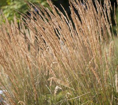 Calamagrostis acutiflora (x) 'Karl Foerster'