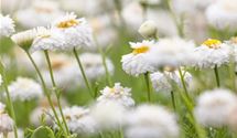Gefülltblühende Garten-Scheinkamille 'Plenum'