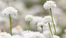 Gefülltblühende Garten-Scheinkamille 'Plenum'