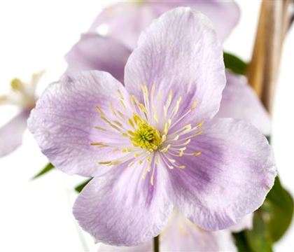 Clematis montana var. rubens Clematis montana var. rubens