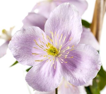 Clematis montana var. rubens Clematis montana var. rubens