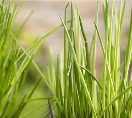 Kräuter schmücken jeden Garten Kräuter schmücken jeden Garten