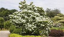 Blumenhartriegel