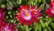 Mittagsblümchen