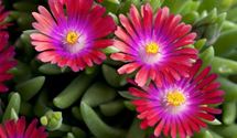 Mittagsblümchen