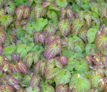 Epimedium perralchicum (x) 'Frohnleiten' Epimedium perralchicum (x) 'Frohnleiten'